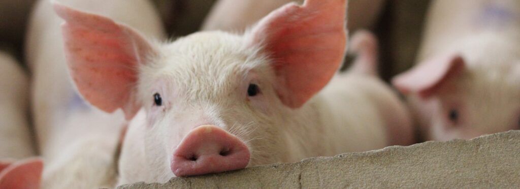 Grain elevator, convenience store, gas station, quality goods and expert services at Hull Coop in Hull, IA.